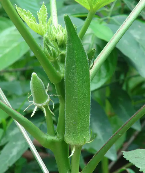 top best Plants Resembling Human Body Parts