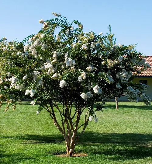 The Most Magnificent Flowers for Hedges