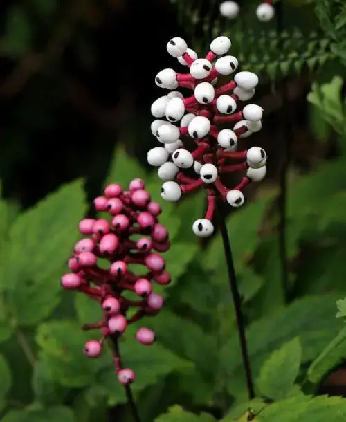 White Baneberry
