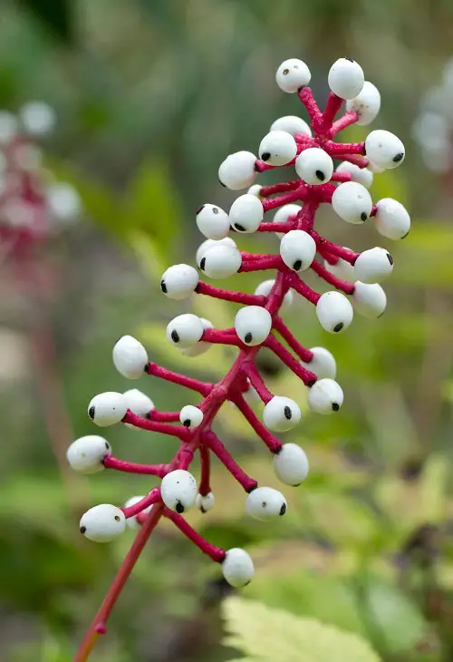 best Plants With Human-Looking Body Parts