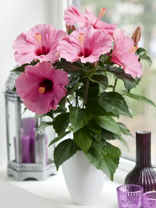 Gorgeous Vibrant Pink Tropical Plants indoor 