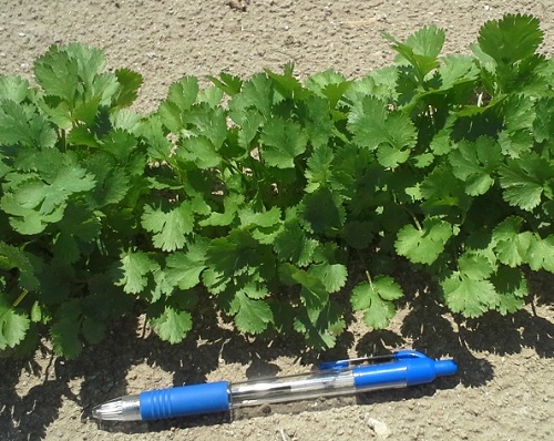 Amazing Different Types of Cilantro and Coriander