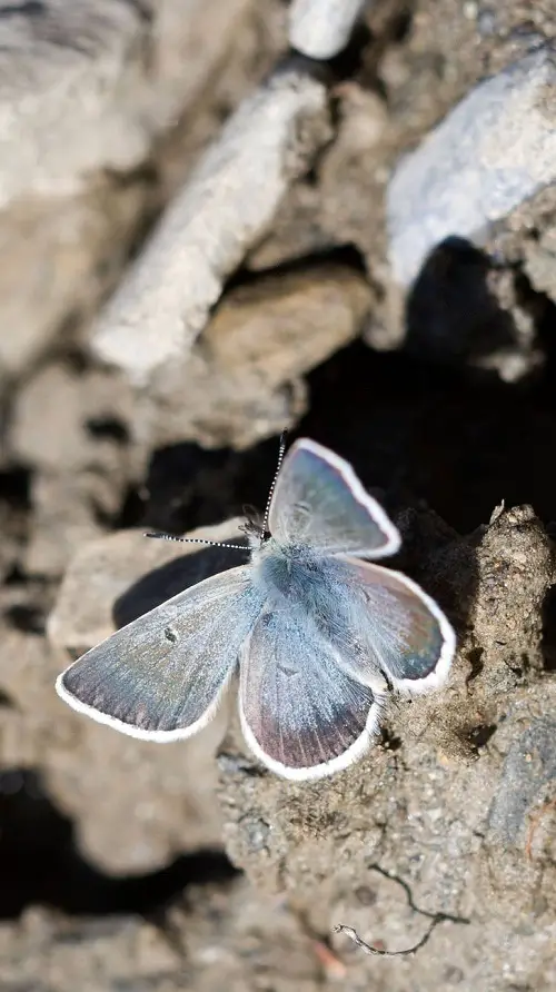 Black and Blue Butterflies in rock garden