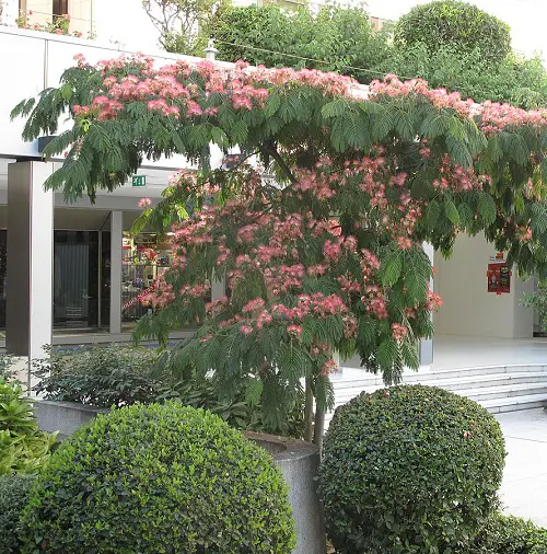 Top Fragrance Trees