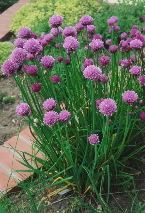 best Plants That Are Edible in the Shade 