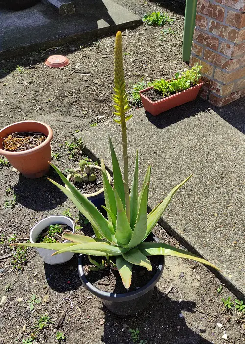 How to Get Aloe Vera to Flower?