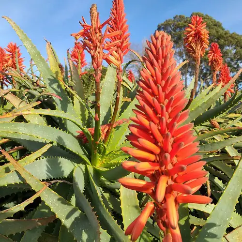 What Do the Blooms of An Aloe Vera Look Like?