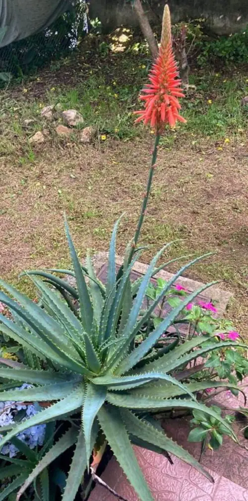 How Long Does An Aloe Vera Flower Last?