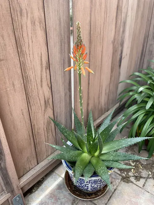 7 Pro Tips on How to Get Aloe Vera To Flower