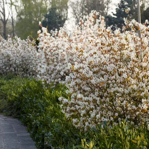 Best Colorful Hedge Plants