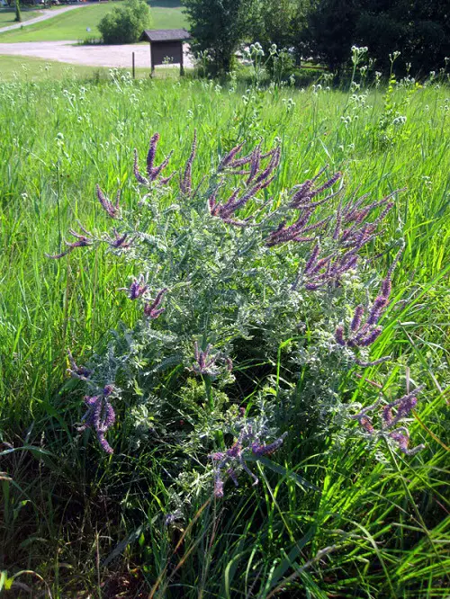 Native Plants of Illinois