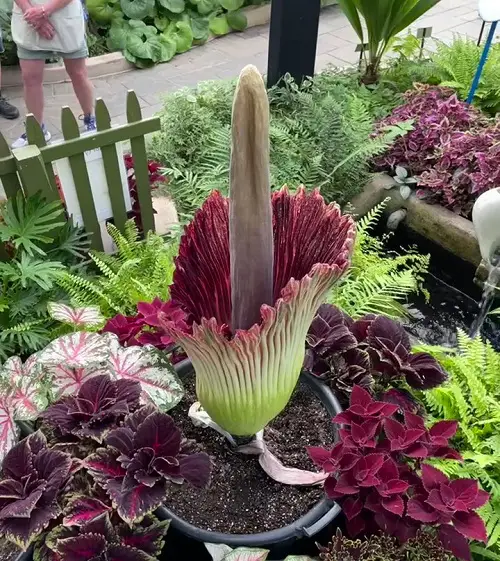 Striking Plants that Look Like Aliens in garden