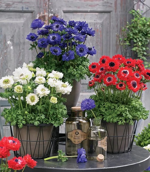 Beautiful Greek Flowers for the Home 
