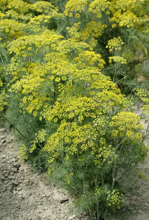 Herbs that Grow in Shade