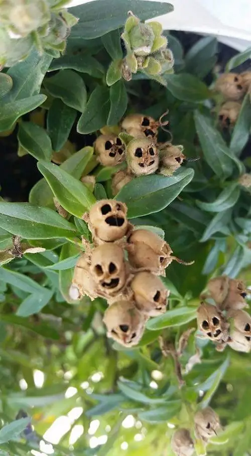 Amazing Plants Resembling Human Body Parts 