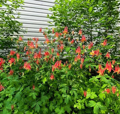 The Entire List of Native Plants in Illinois