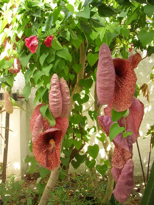 Brazilian Flowers 4