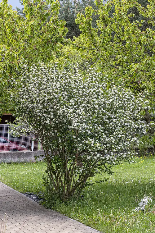 Bushes and Shrubs with Small White Fragrant Flowers for garden