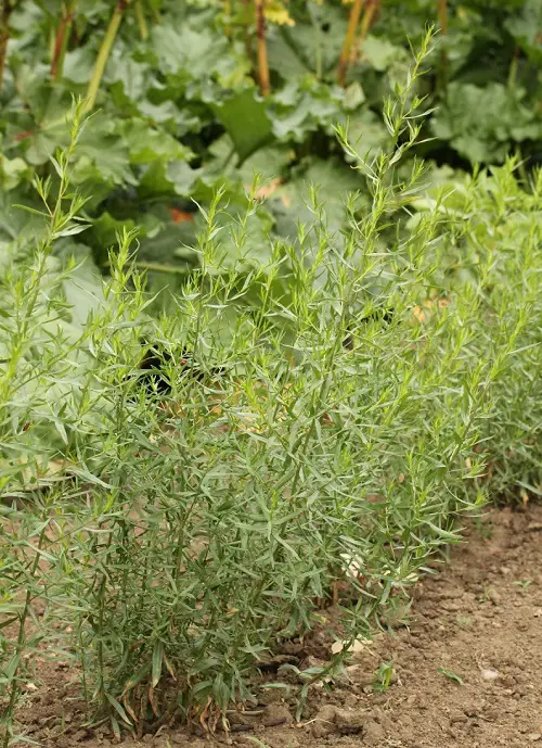 Plants Resembling Dill