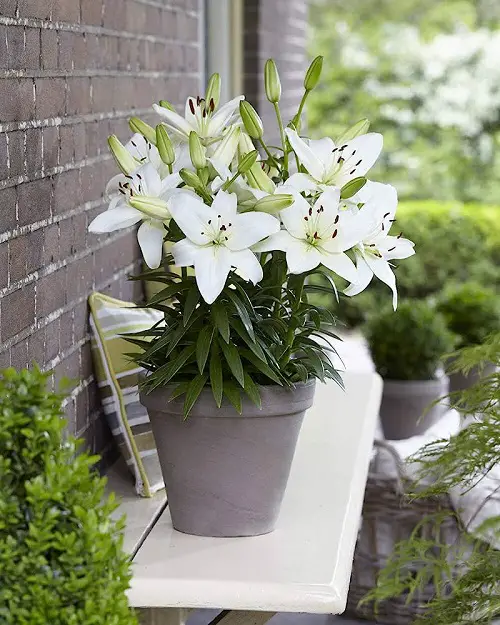 Stargazer Lily Colors White 