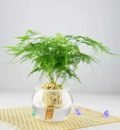 best Plants to Grow in Glass Bowls of Water