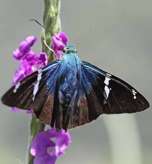 Gorgeous Blue and Black Butterflies on a rope