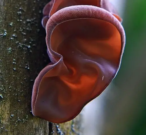 best Plants Resembling Human Body Parts
