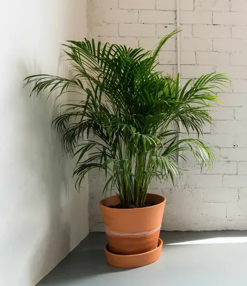 best Low Light Indoor Palms That Need No Sunlight!