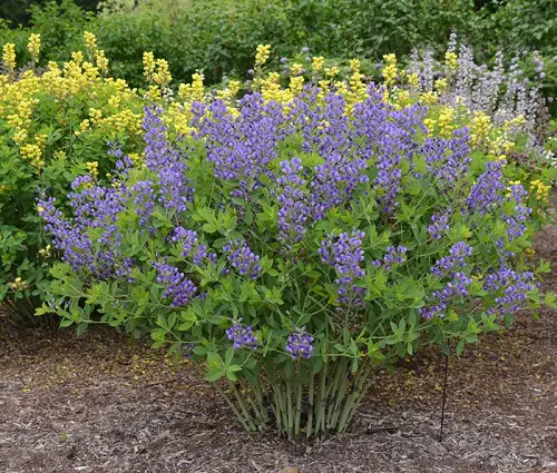 top best Native Plants of Illinois