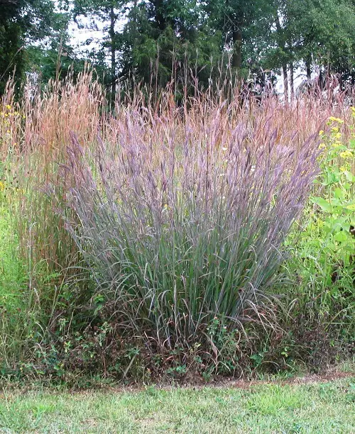 Complete List Of 26 Illinois Native Plants
