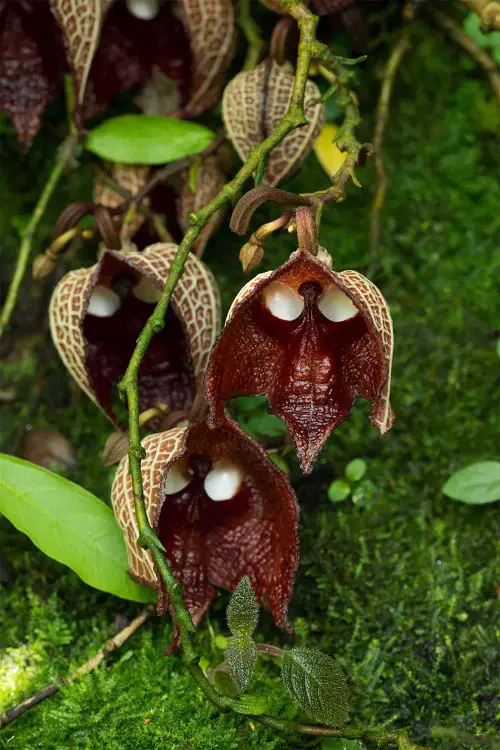 Plants that Look Like Aliens in garden