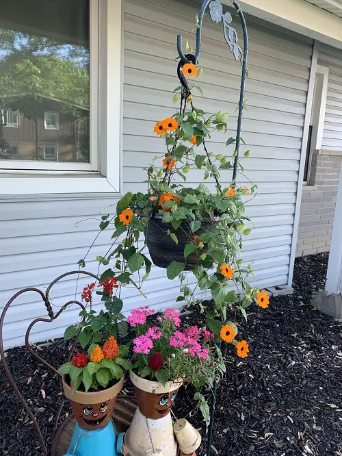 lovely The Greatest Perennials to Trail for Hanging Baskets