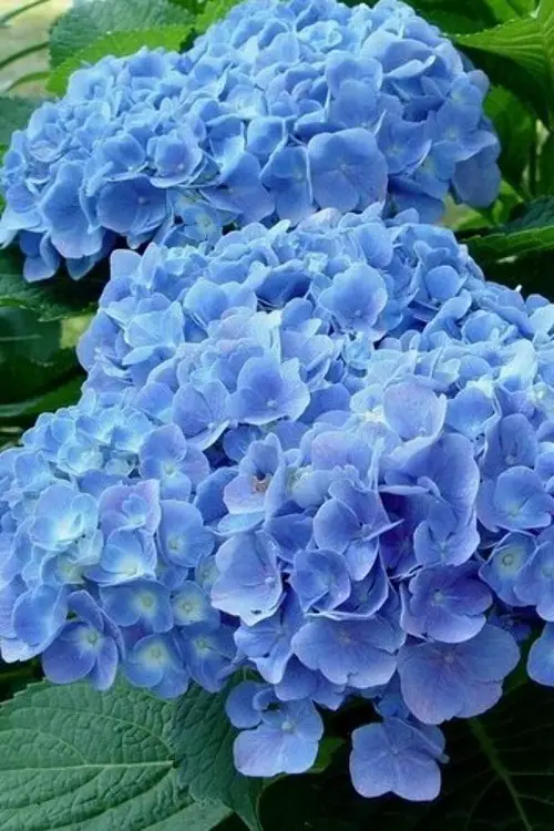 Top Purple Hydrangea Varieties Types in garden