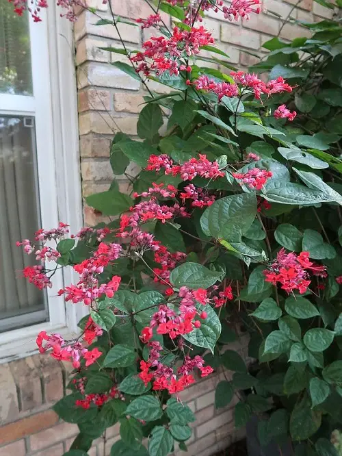 Different Kinds of Pink Garden Flowers 