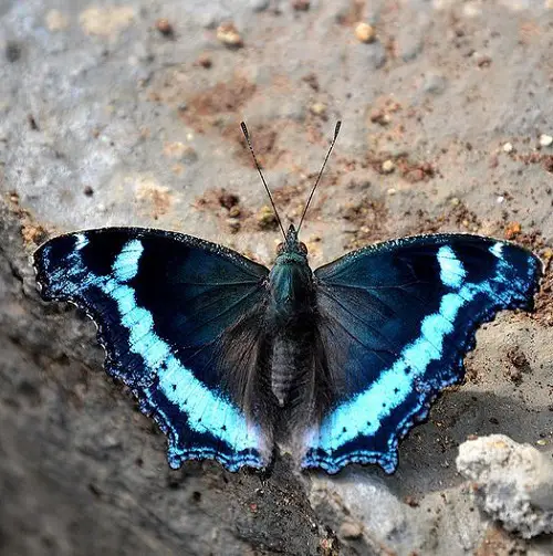Blue and Black Butterflies on a branch 