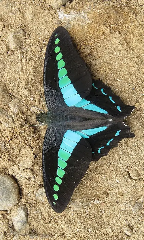 gorgeous leaves with black and blue butterflies