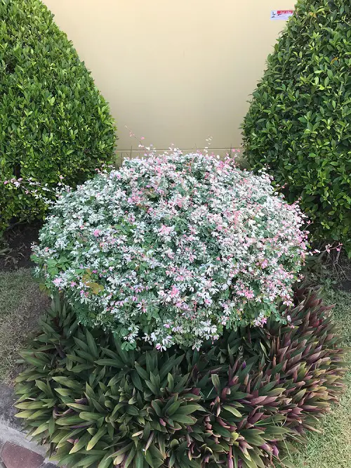 Magnificent White Fragrant Flowers