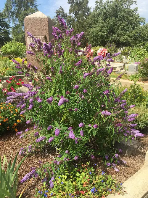 top best fragrant purple flowers