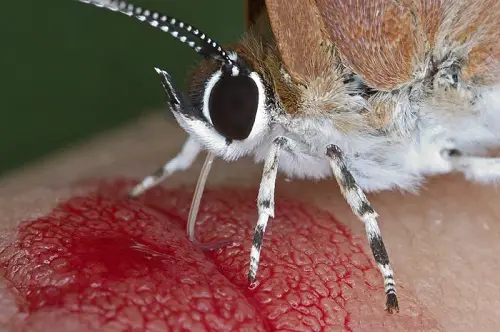 Do Butterflies Drink Blood 45