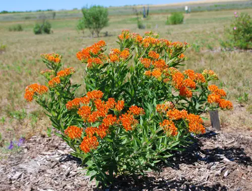 best All of the Native Plants Found in Illinois