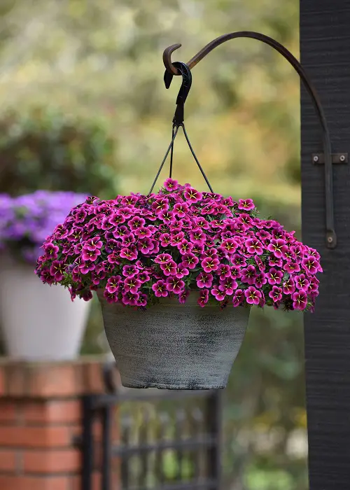 Top Trailing Perennials for Plant Arrangements 