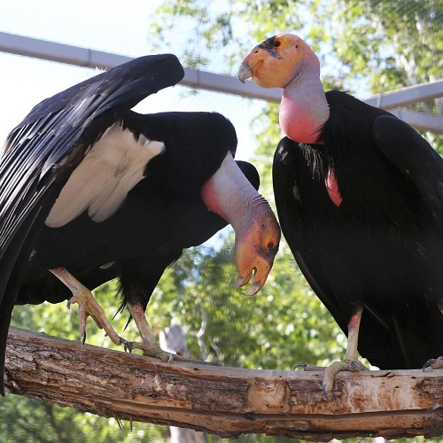 The World's Ugliest Birds