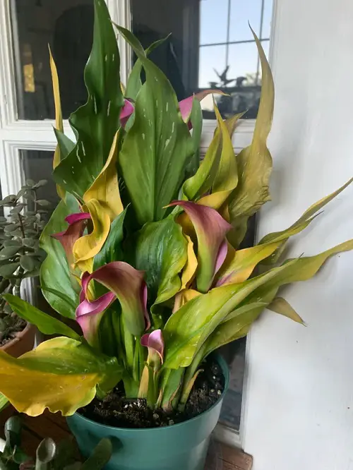 Reason Preventing Yellowing Leaves Due to Over-fertilization