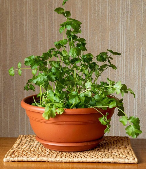 Different Types of Cilantro and Coriander in pot