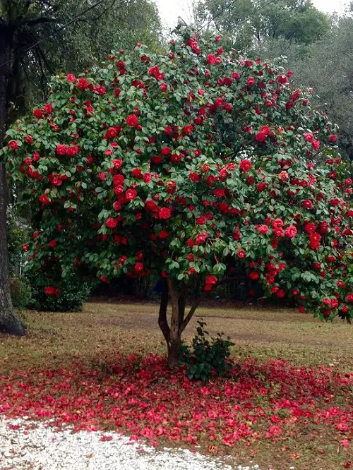 beautiful The Most Fragrant Trees