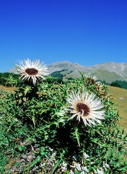 Best Silver Flowers that Look So Beautiful