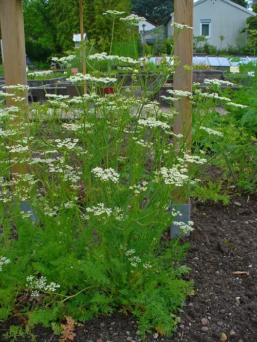lovely Plants Resembling Dill 