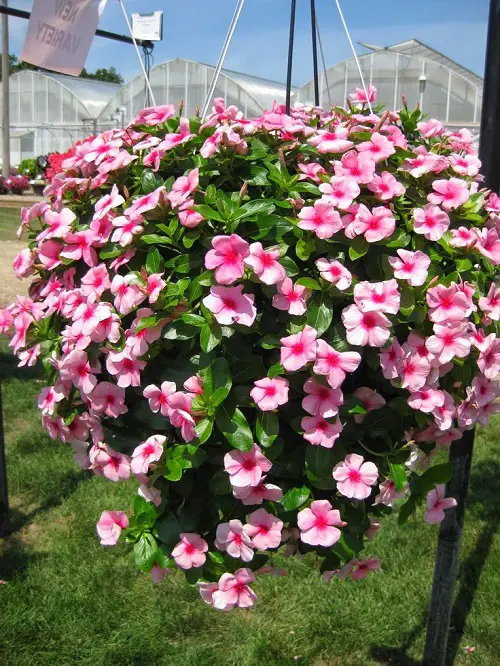 Best Trailing Perennials for Plant Arrangements 