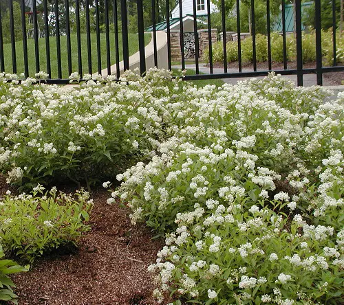 Amazing Shrubs and Bushes with Tiny Fragrant White Flowers