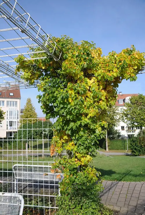 top Best Vining Herbs for Small Spaces